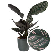 Calathea 'Ornata' + Cachep Antracite